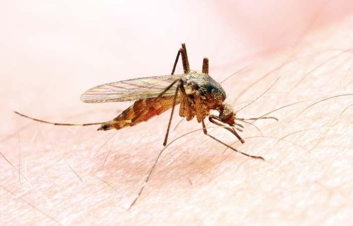 Малярийный комар (Anopheles sp.), фото новости о животных насекомые