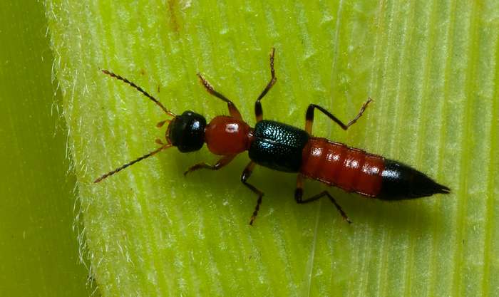 Стафилин-синекрыл (Paederus fuscipes), фото фотография насекомые