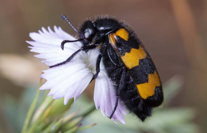 Нарывник изменчивый (Mylabris variabilis), фото фотография насекомые