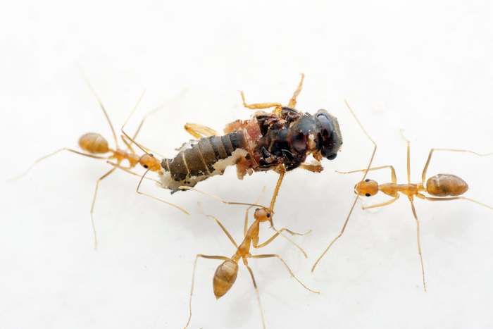 Жёлтый сумасшедший муравей (Anoplolepis gracilipes), фото фотография насекомые