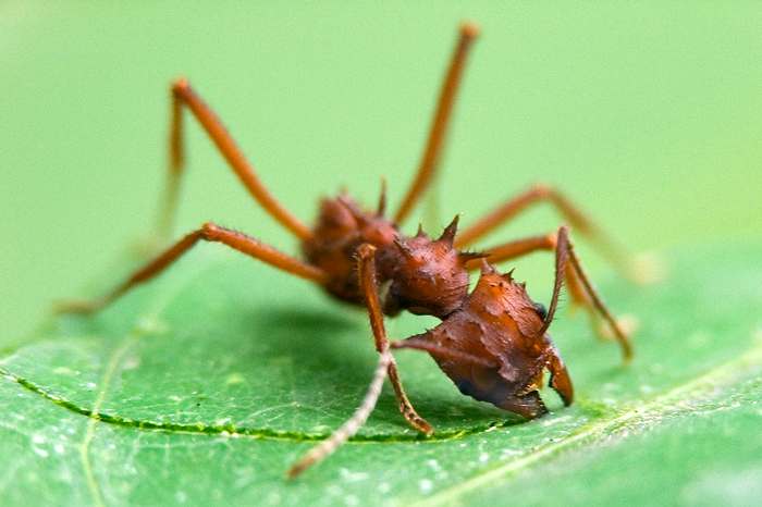 Муравей-листорез (Acromyrmex octospinosus), фото фотография насекомые