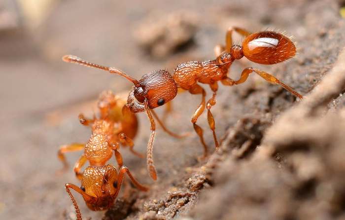 Рыжие муравьи (Myrmica scabrinodis), фото фотография насекомые