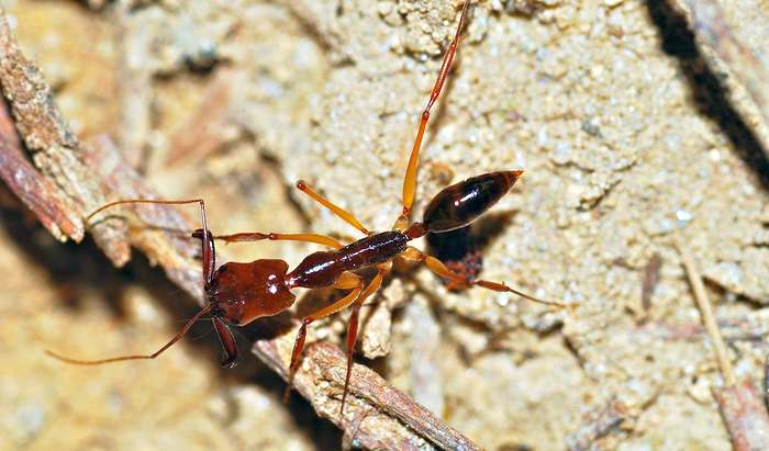 Муравей (Odontomachus rixosus), фото фотография насекомые