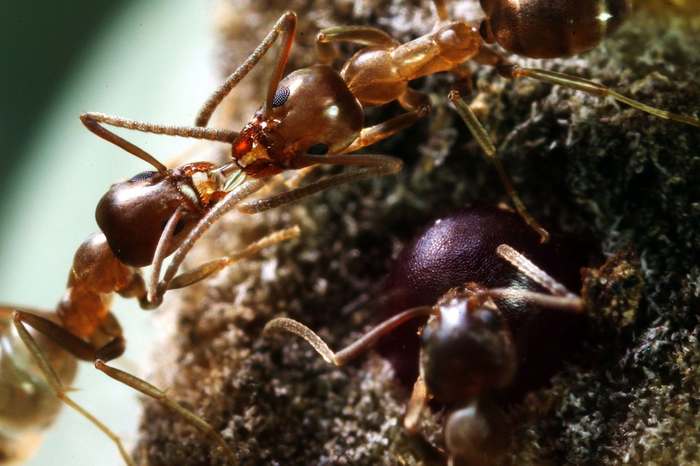Аргентинский муравей (Linepithema humile), фото фотография насекомые