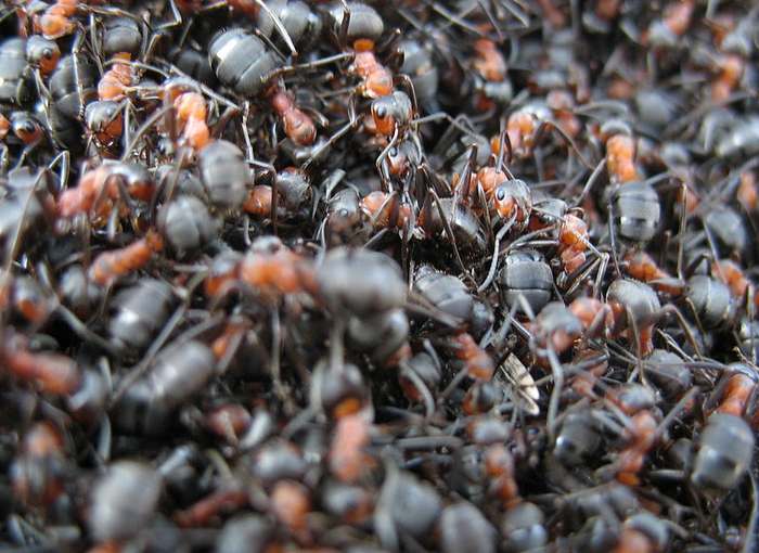 Северный лесной муравей (Formica aquilonia), фото фотография насекомые