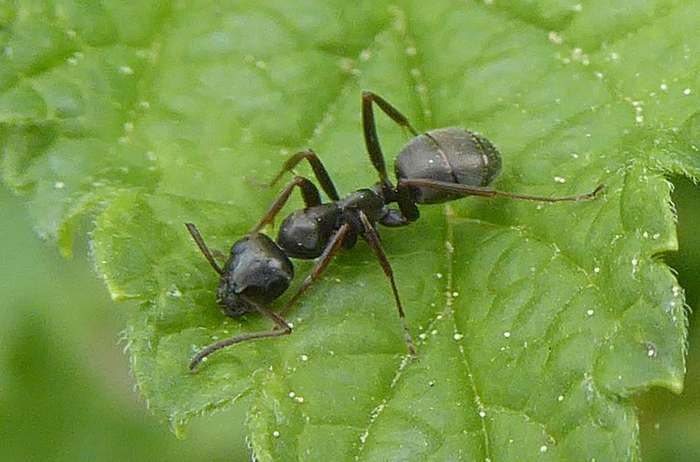 Бурый лесной муравей (Formica fusca), фото фотография насекомые