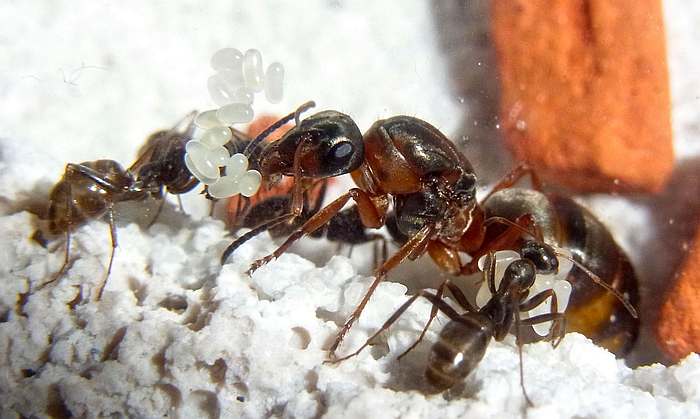 Степной прыткий муравей (Formica cunicularia), фото фотография насекомые