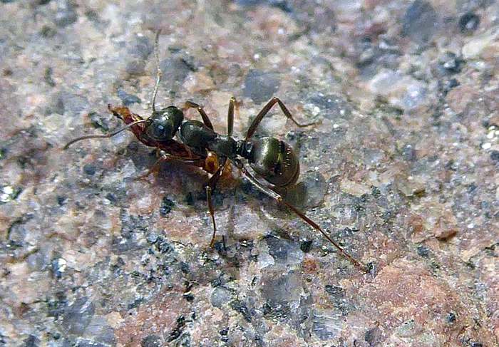 Серый песчаный муравей (Formica cinerea), фото фотография насекомые