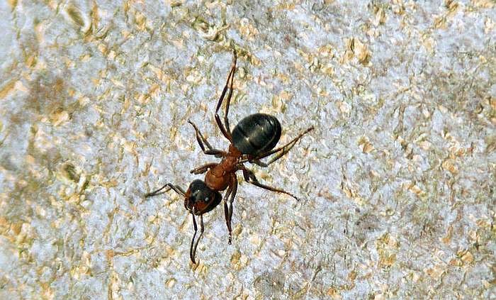 Обыкновенный тонкоголовый муравей (Formica exsecta), фото фотография насекомые