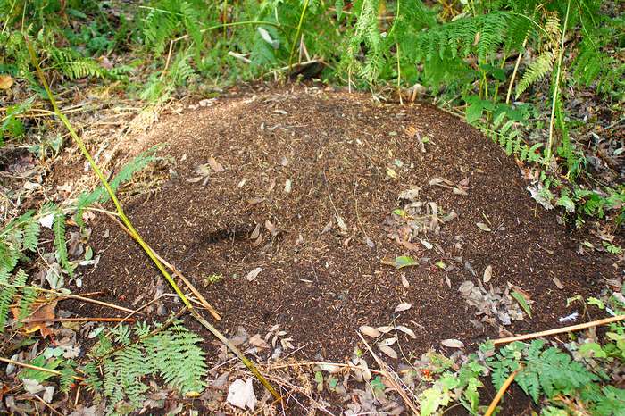 Обыкновенный тонкоголовый муравей (Formica exsecta), муравейник, фото фотография насекомые