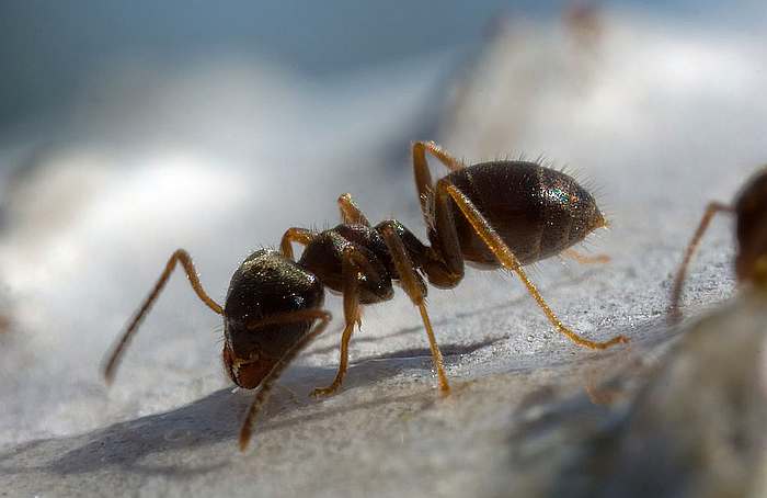 Среднеазиатский тонкоголовый муравей (Formica mesasiatica), фото фотография насекомые