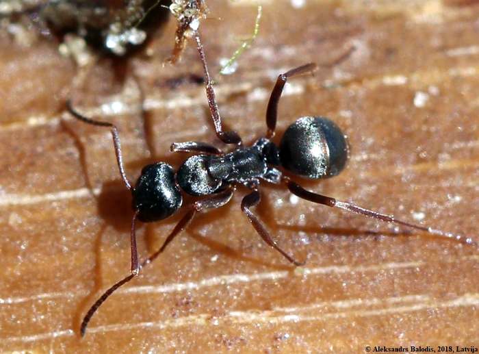 Чёрный болотный муравей (Formica picea), фото фотография насекомые
