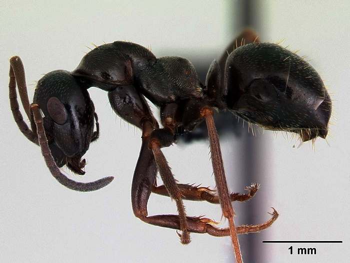 Чёрный болотный муравей (Formica picea), фото фотография насекомые