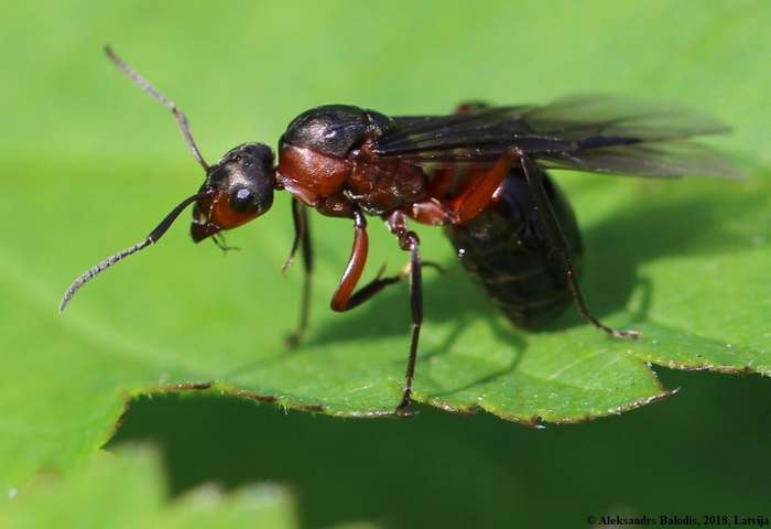 Луговой муравей (Formica pratensis), фото фотография насекомые