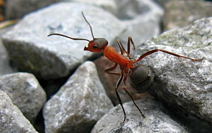 Рыжий лесной муравей (Formica rufa), фото фотография насекомые