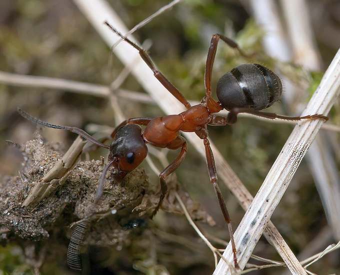 Кроваво-красный муравей-рабовладелец (Formica sanguinea), фото фотография насекомые