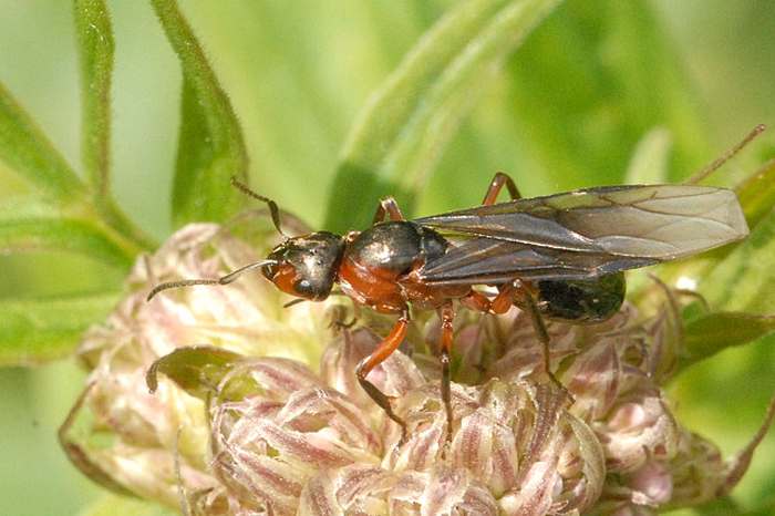 Кроваво-красный муравей-рабовладелец (Formica sanguinea), фото фотография насекомые