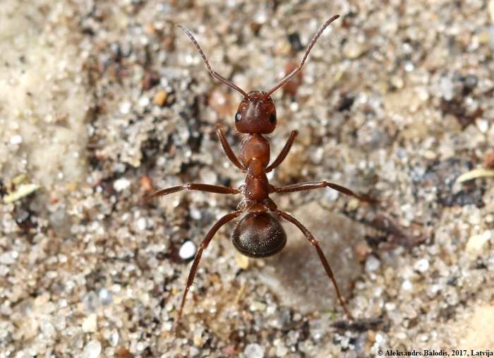 Красноголовый муравей (Formica truncorum), фото фотография насекомые