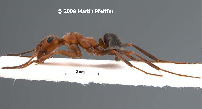Тугайный муравей (Formica subpilosa), фото фотография насекомые