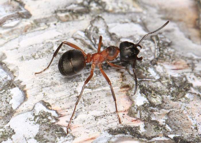Черноголовый муравей (Formica uralensis), фото фотография насекомые