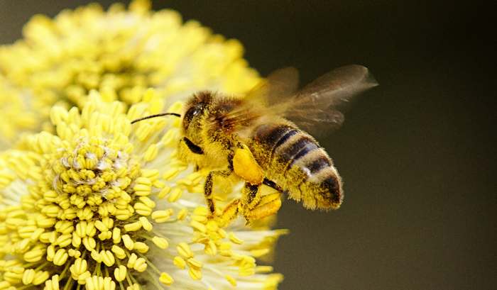 Медоносная пчела, фото фотография насекомые