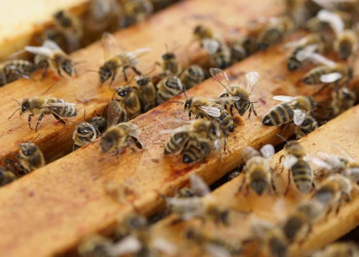 Медоносные пчелы на рамках сот, фото фотография насекомые