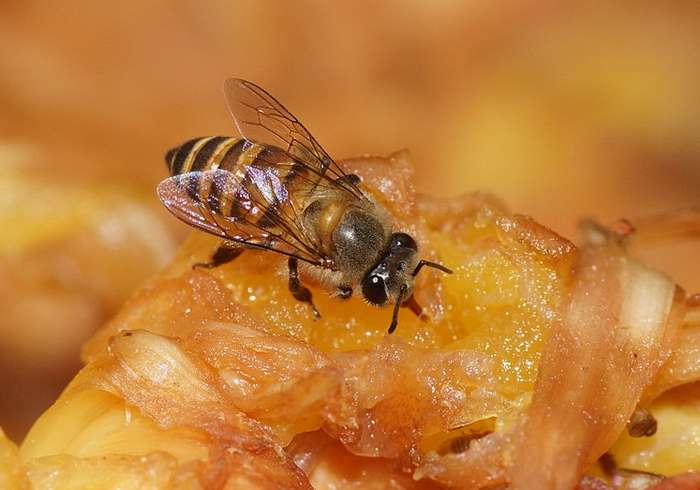 Китайская восковая пчела, или восковая пчела (лат. Apis cerana), фото фотография насекомые