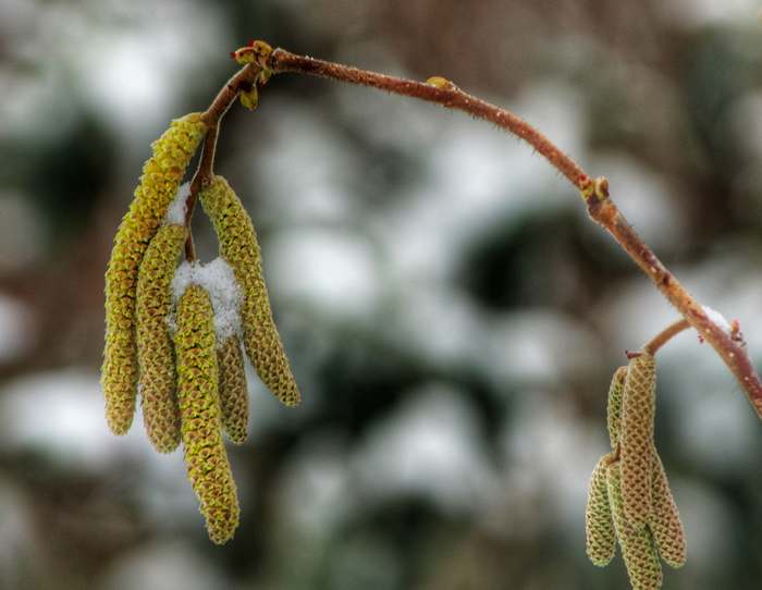 Лещина, или орешник (Corylus), фото фотография растения