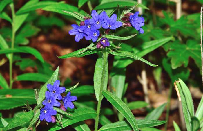 Воробейник пурпурно-синий (Aegonychon purpureocaeruleum), фото фотография растения