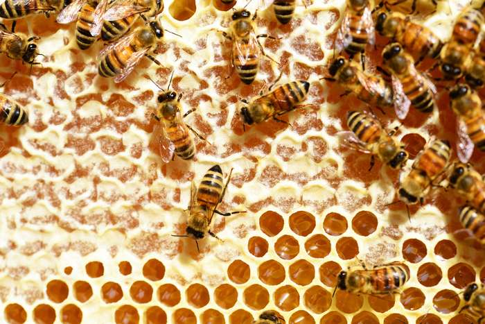 Пчелы и соты, фото фотография насекомые