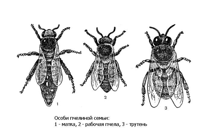 Особи пчелиной семьи: матка, рабочая пчела, трутень, рисунок картинка насекомые