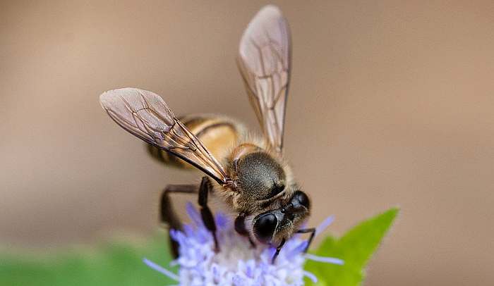 Китайская восковая пчела, или восковая пчела (Apis cerana), фото фотографии насекомые
