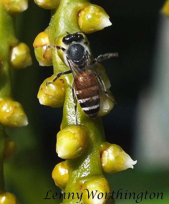 Флореа (Apis florea), фото фотографии насекомые