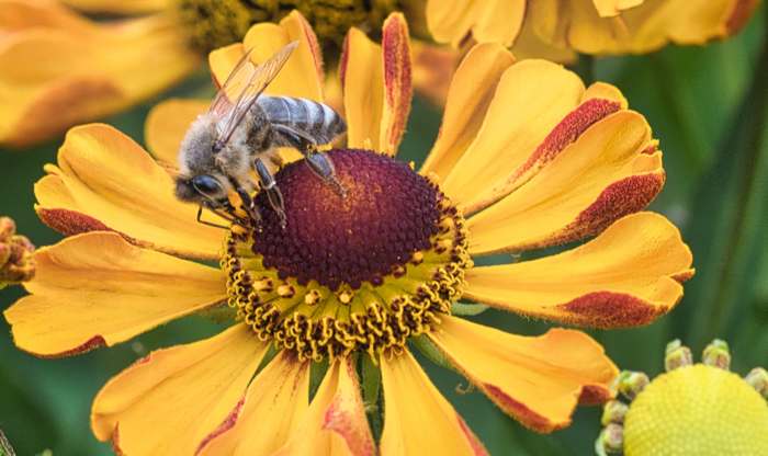 Пчела на цветке, фото фотография насекомые