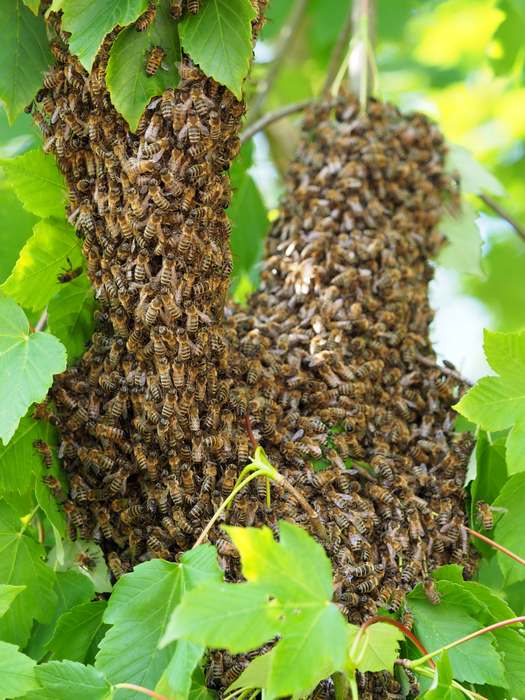 Роение пчел, рой пчёл на дереве, фото фотография насекомые
