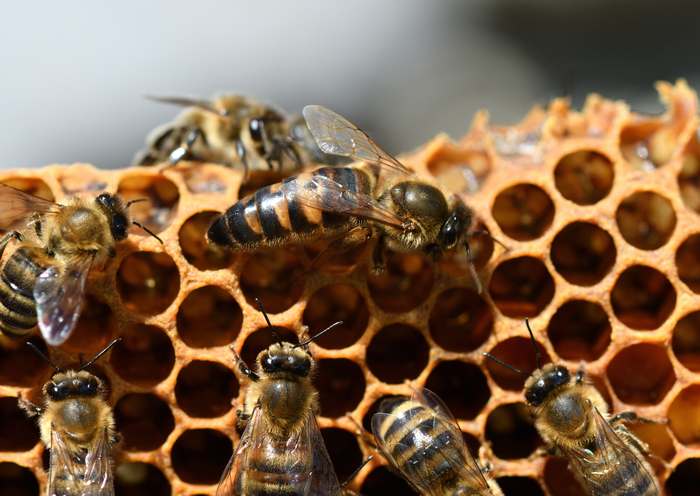 Пчелина матка и семья, фото фотографии насекомые