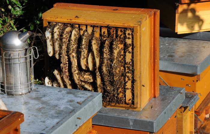 Пчелиные соты, фото фотография
