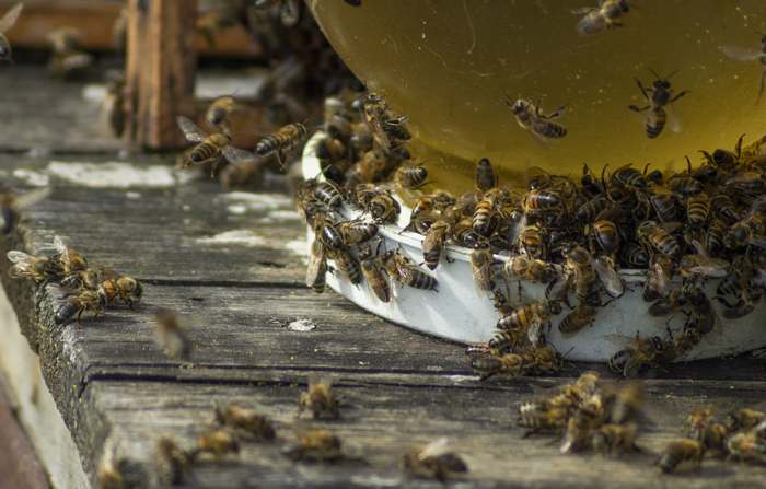 Пчелы пьют воду из поилки, фото фотография