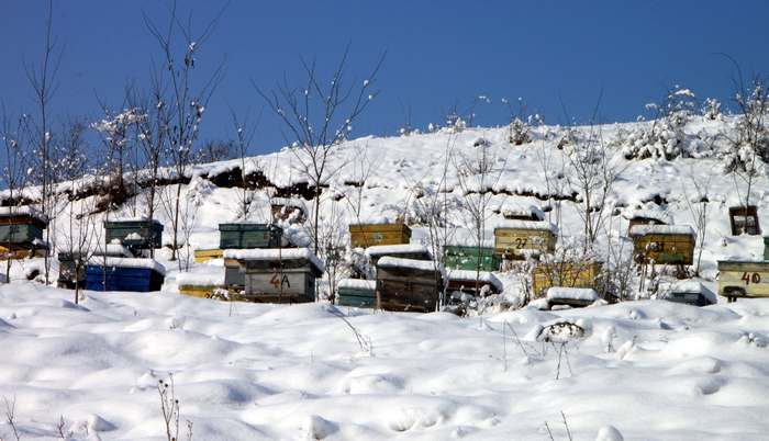 Пасека зимой, ульи в снегу, фото фотография