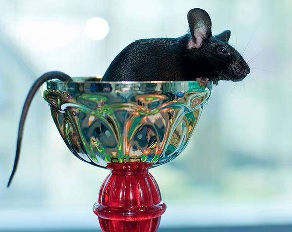 Декоративная черная крыса, фото  грызуны фотография