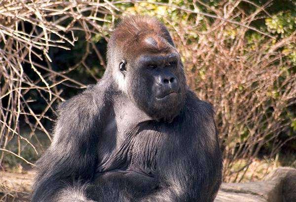 Горилла (Gorilla gorilla), фото приматы фотография