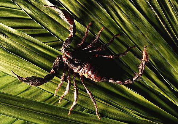 Скорпион в траве, фото новости о животных членистоногие фотография
