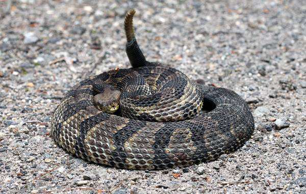 Полосатый гремучник (Crotalus horridus), фото новости о животных рептилии змеи фотография