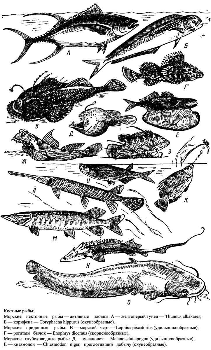 Костистые рыбы и костные рыбы