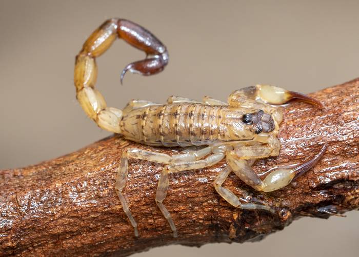 Желтый израильский скорпион (Leiurus quinquestriatus), фото фотография паукообразные