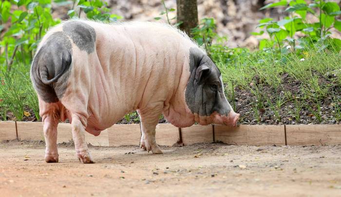 Карликовая свинья, фото фотография картинка