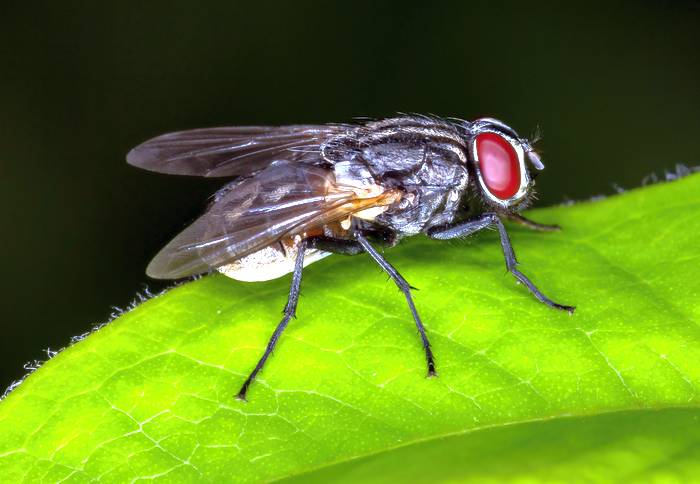 Комнатная муха (Musca domestica), фото фотография картинка