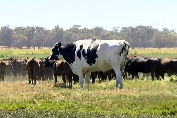Самая большая корова в мире - Блоссом, фото фотография 