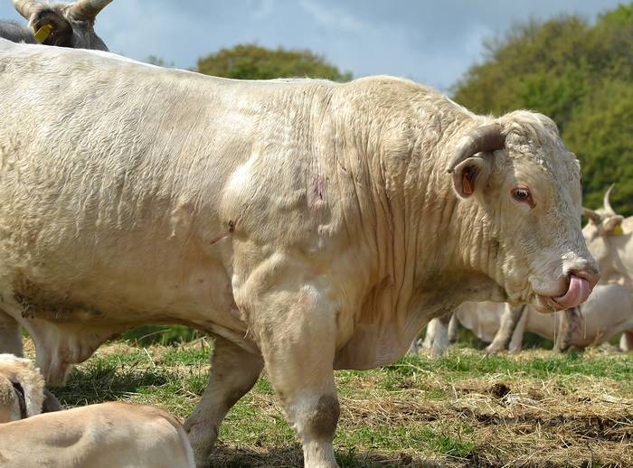 Бык кьянина, кианская порода коров, фото фотография 