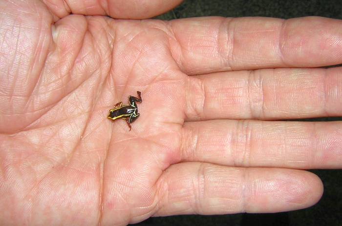 Листовая лягушка (Eleutherodactylus iberia), фото фотография амфибии